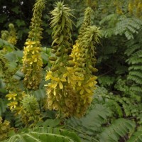 Guilandina bonduc L.